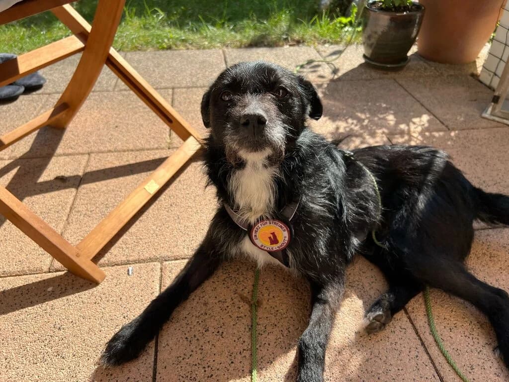 Asterix, male 5yo Mixed Breed for adoption at Ein Herz für Streuner e.V., München