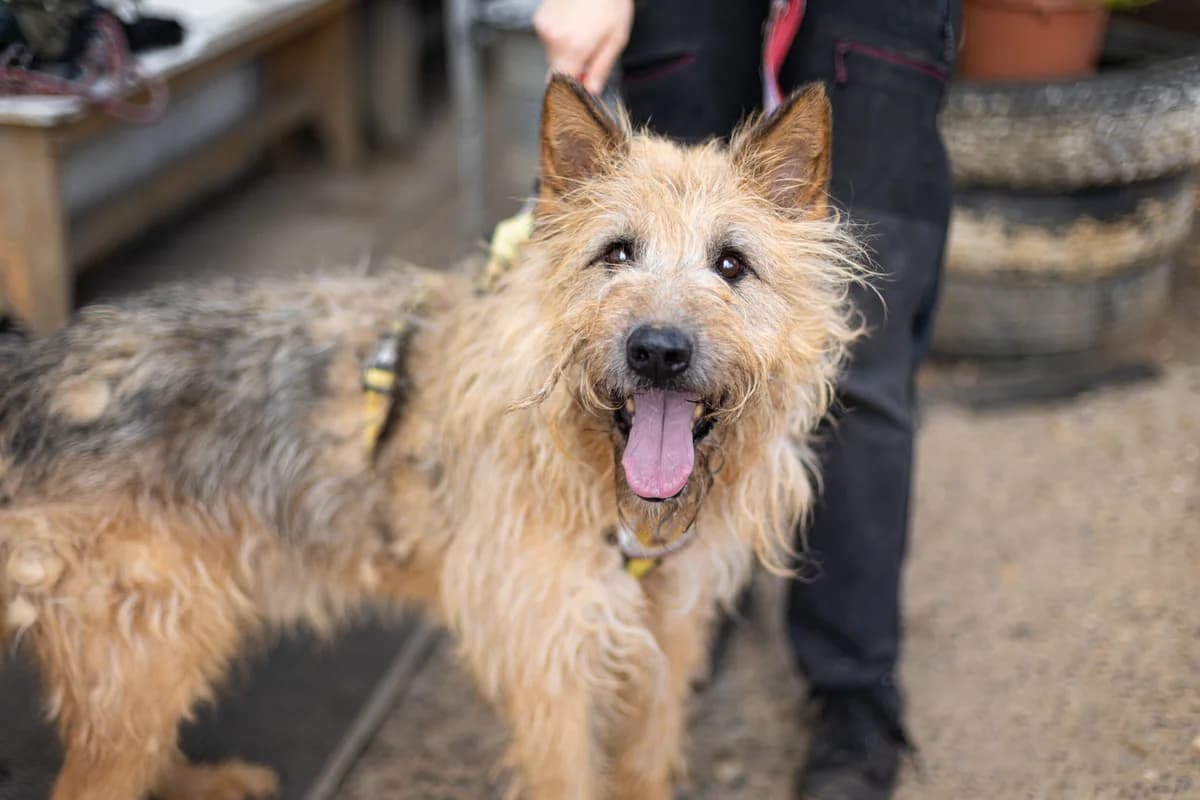 Asti, male senior Mixed Breed for adoption at Ein Herz für Streuner e.V., München