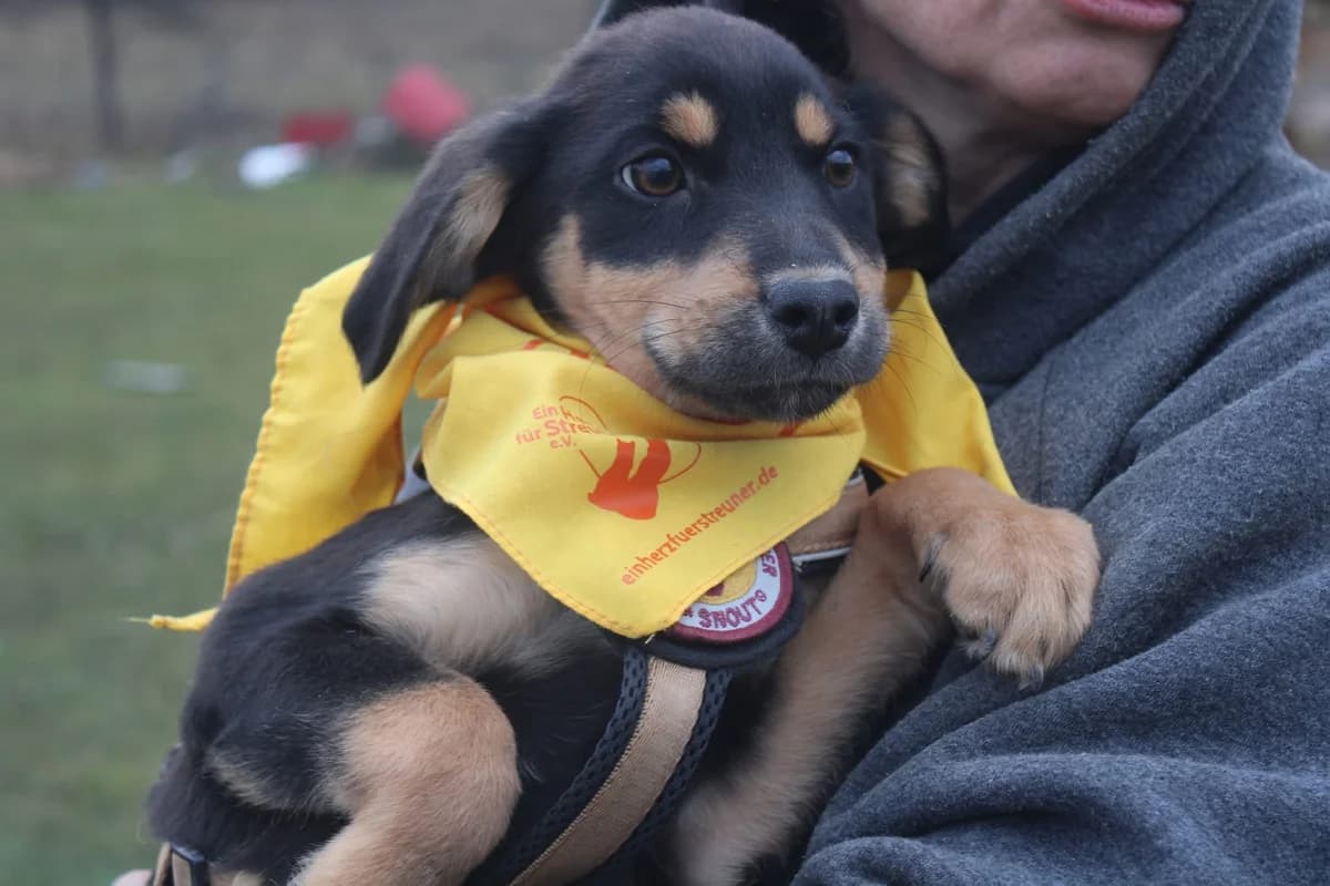 Aston, male puppy Mixed Breed for adoption at Ein Herz für Streuner e.V., München