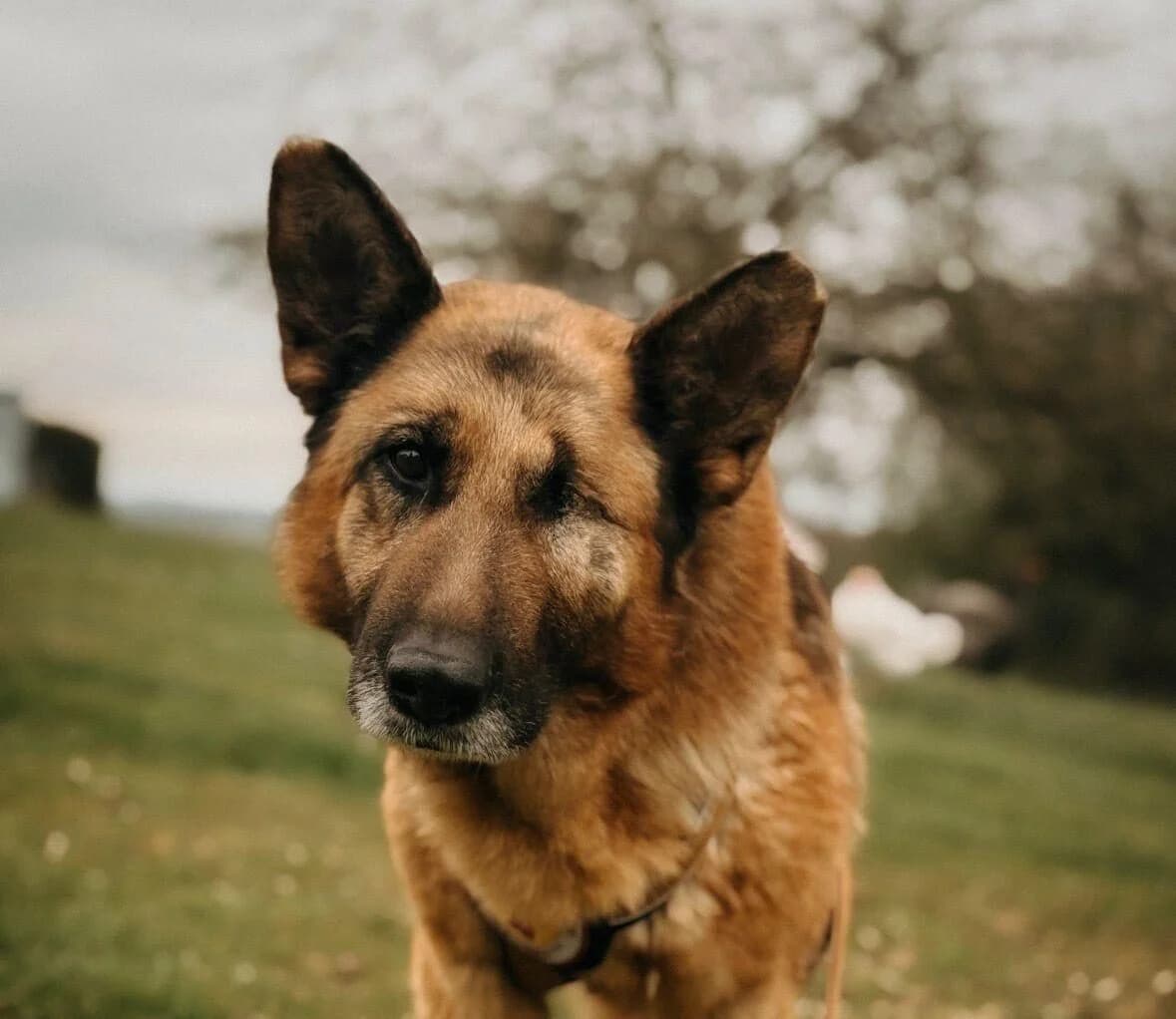 Astra, female senior Mixed Breed for adoption at Ein Herz für Streuner e.V., München