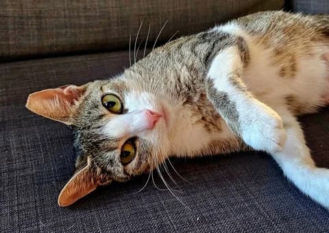 Astrid, female 3yo Mixed Breed for adoption at Ein Herz für Streuner e.V., München