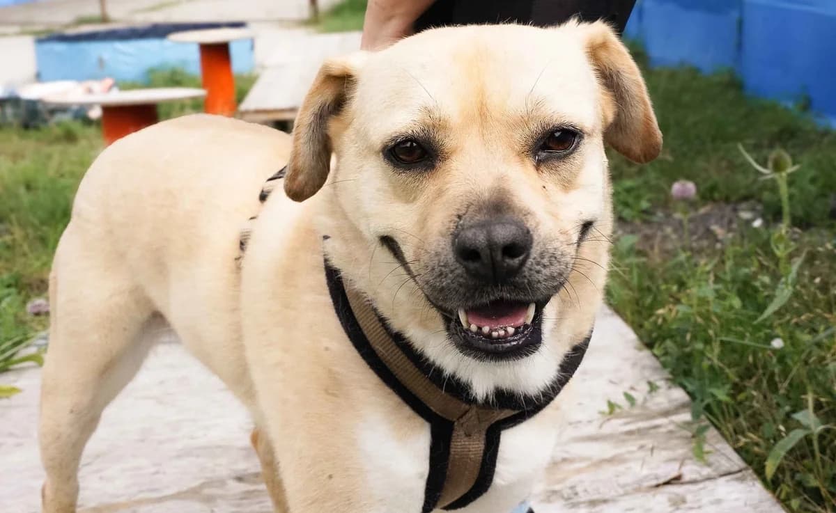 Asura, female 6yo Mixed Breed for adoption at Ein Herz für Streuner e.V., München