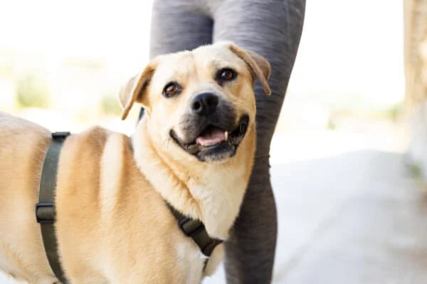 Asura, female 5yo Mixed Breed for adoption at Ein Herz für Streuner e.V., München