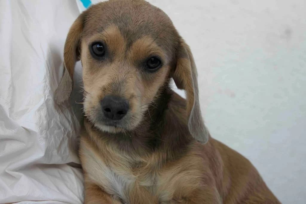 Asya, sandfarben female puppy Mixed Breed for adoption at Ein Herz für Streuner e.V., München