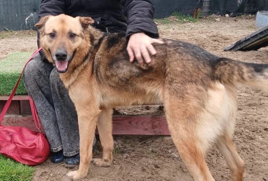 Atax, male 5yo Mixed Breed for adoption at Ein Herz für Streuner e.V., München