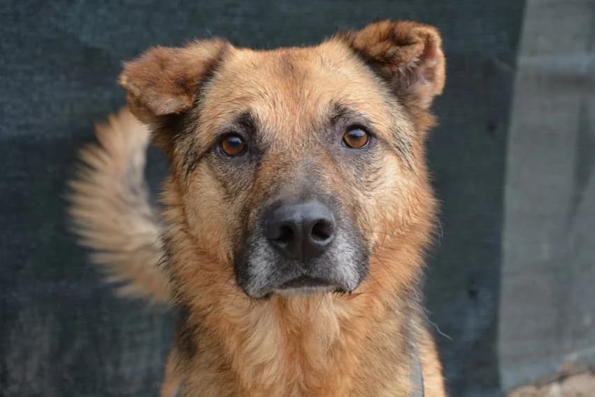 Atax, male 5yo Mixed Breed for adoption at Ein Herz für Streuner e.V., München