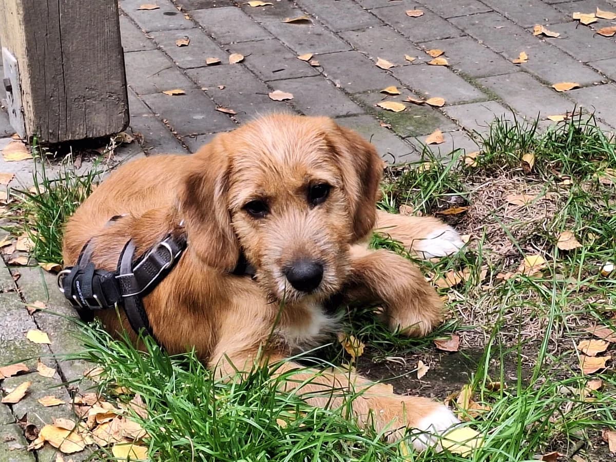 Athena, female puppy Mixed Breed for adoption at Ein Herz für Streuner e.V., München
