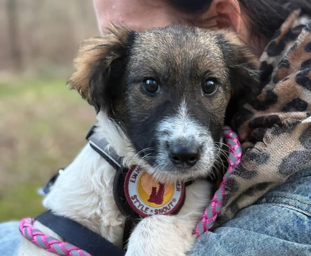 Athene, female puppy Mixed Breed for adoption at Ein Herz für Streuner e.V., München