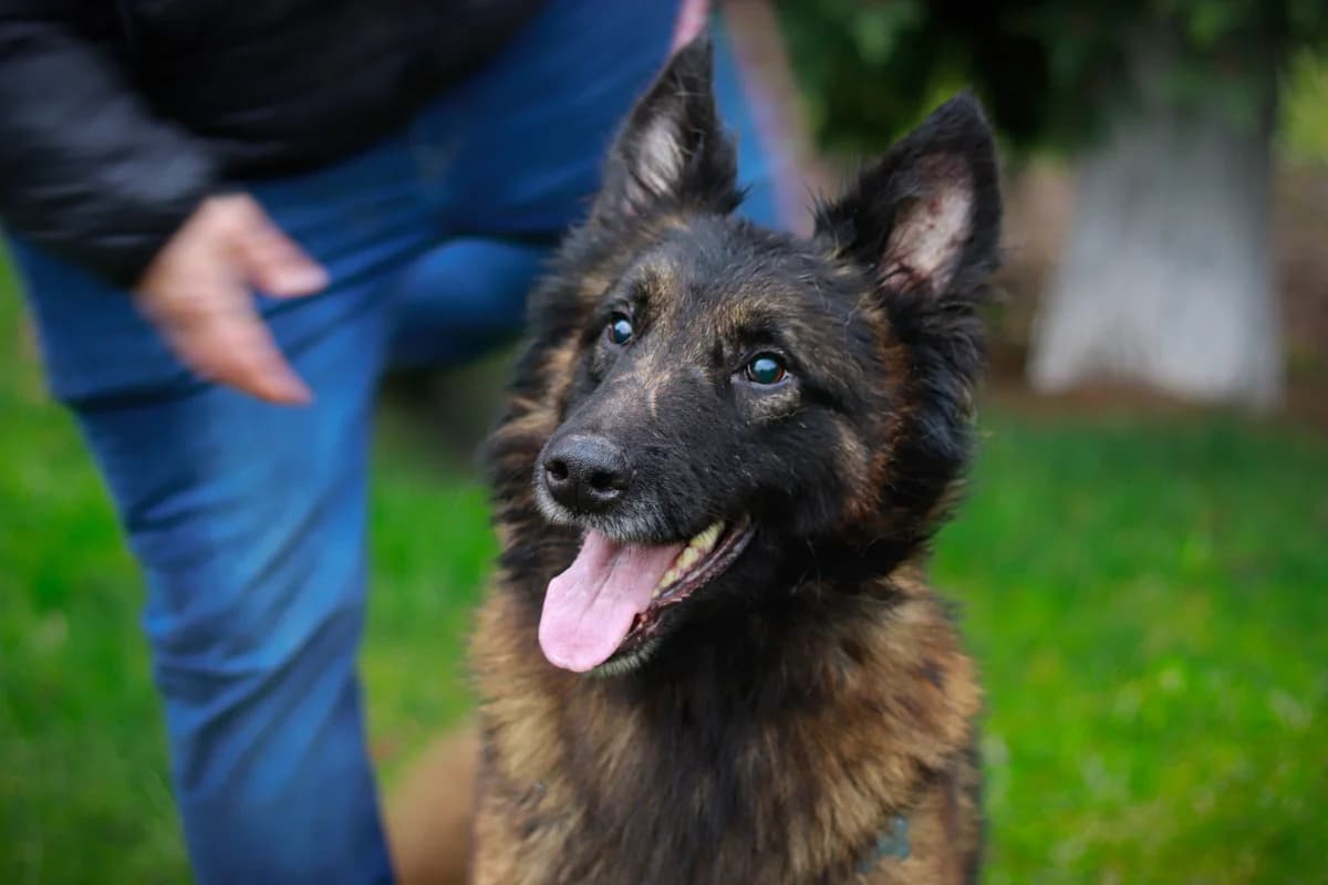 Athos, male 3yo Mixed Breed for adoption at Ein Herz für Streuner e.V., München