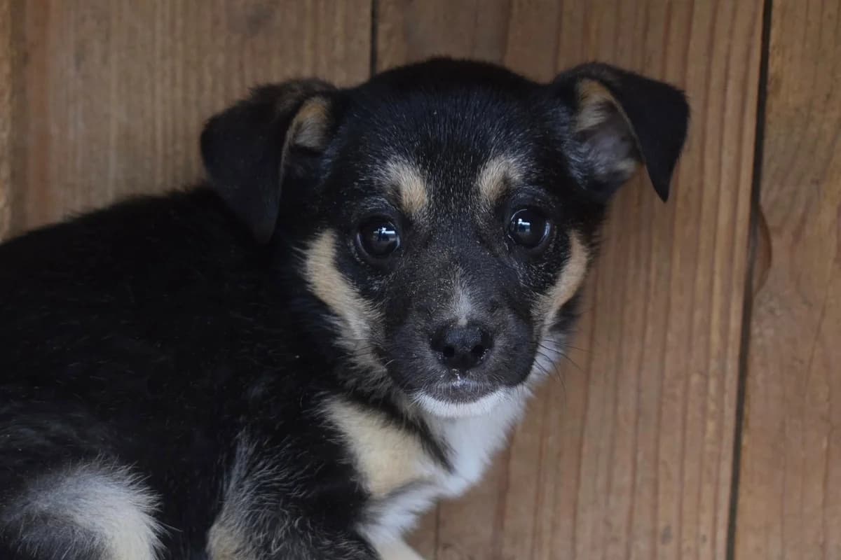 Atjana, female puppy Mixed Breed for adoption at Ein Herz für Streuner e.V., München