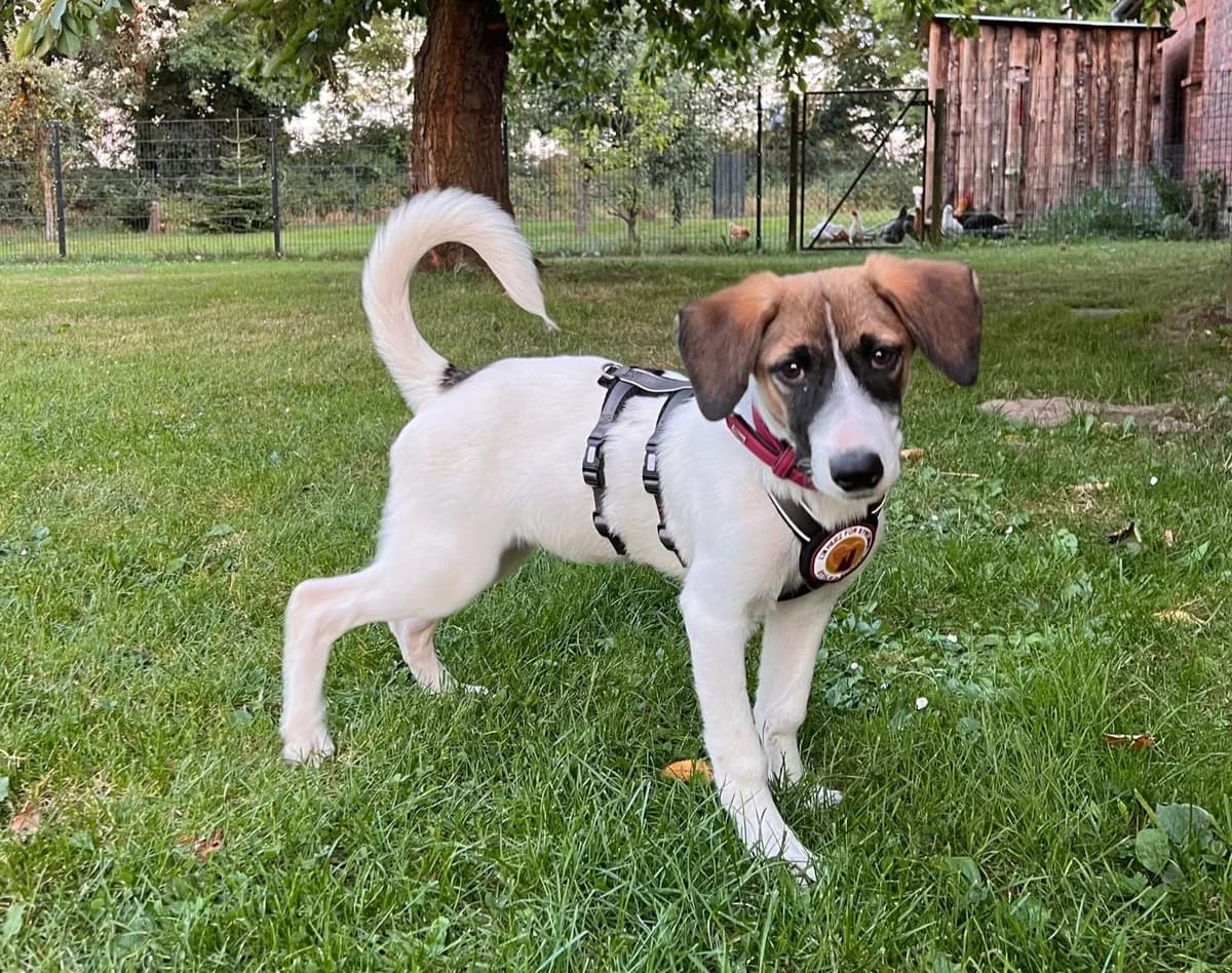 Atlanta, female puppy Mixed Breed for adoption at Ein Herz für Streuner e.V., München