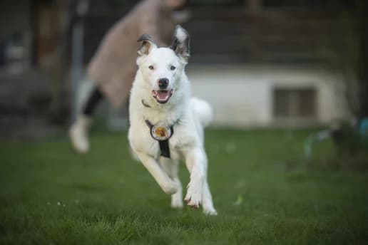 Atlas, weiß male 5yo Mixed Breed for adoption at Ein Herz für Streuner e.V., München