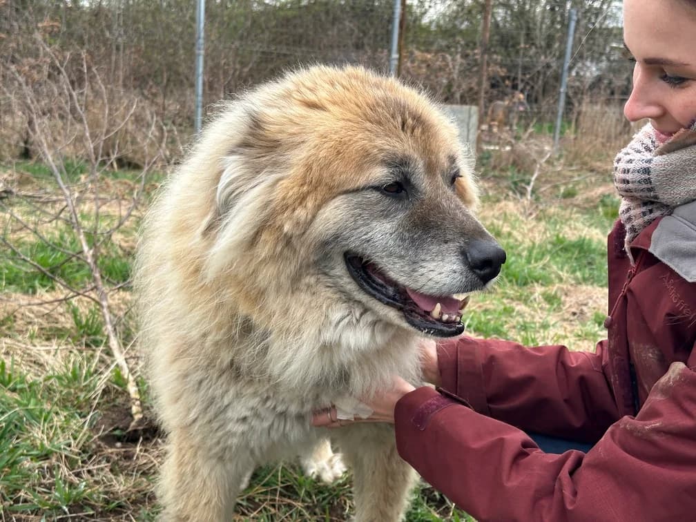 Atreju, male 5yo Mixed Breed for adoption at Ein Herz für Streuner e.V., München