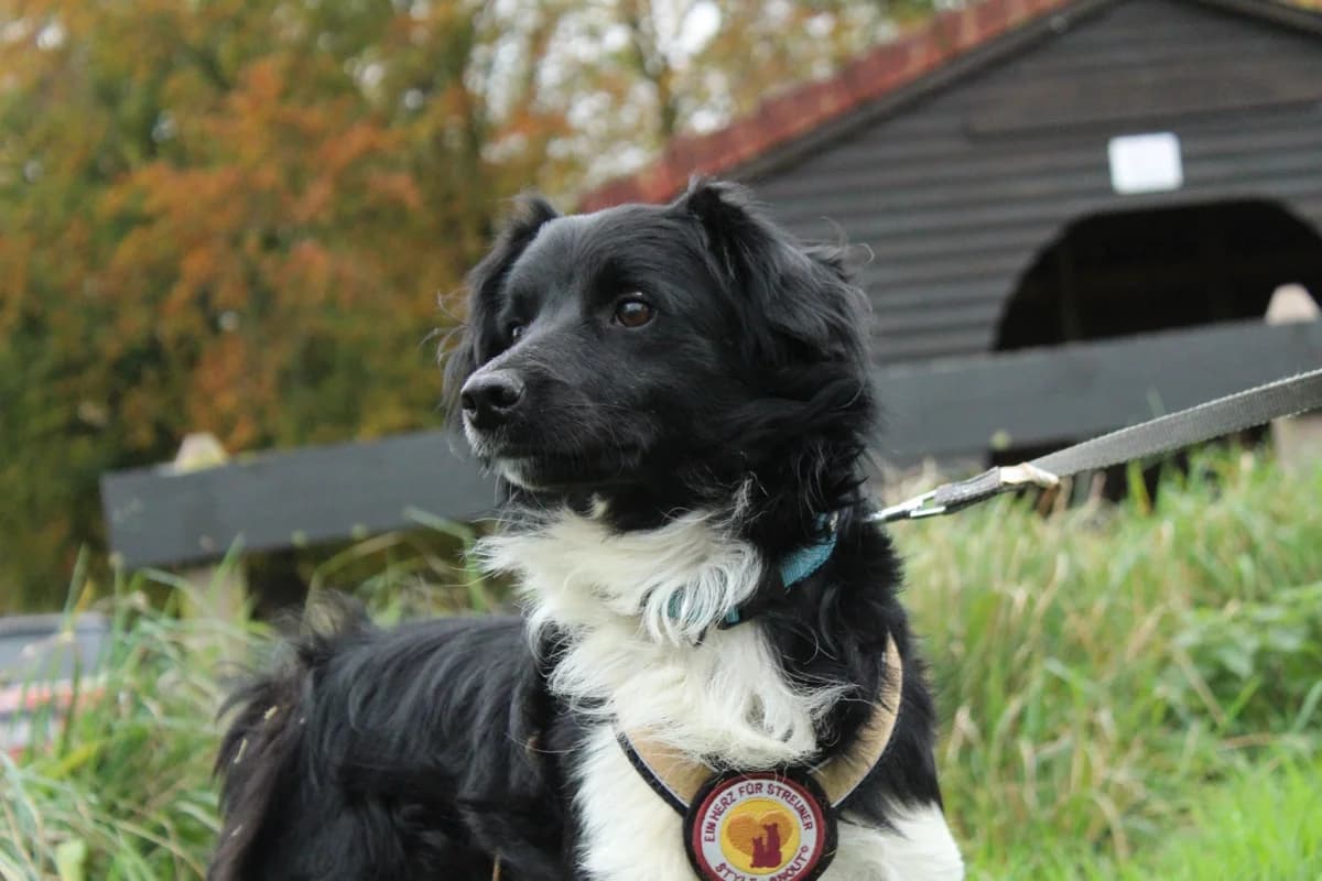 Atticus, male young Mixed Breed for adoption at Ein Herz für Streuner e.V., München