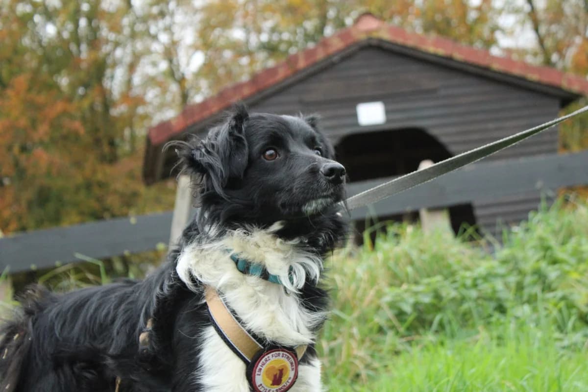 Atticus, male young Mixed Breed for adoption at Ein Herz für Streuner e.V., München