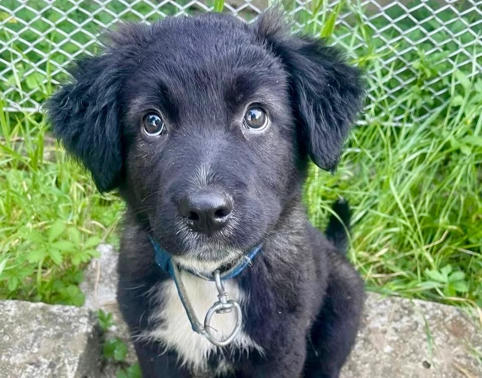 Attila, male puppy Mixed Breed for adoption at Ein Herz für Streuner e.V., München