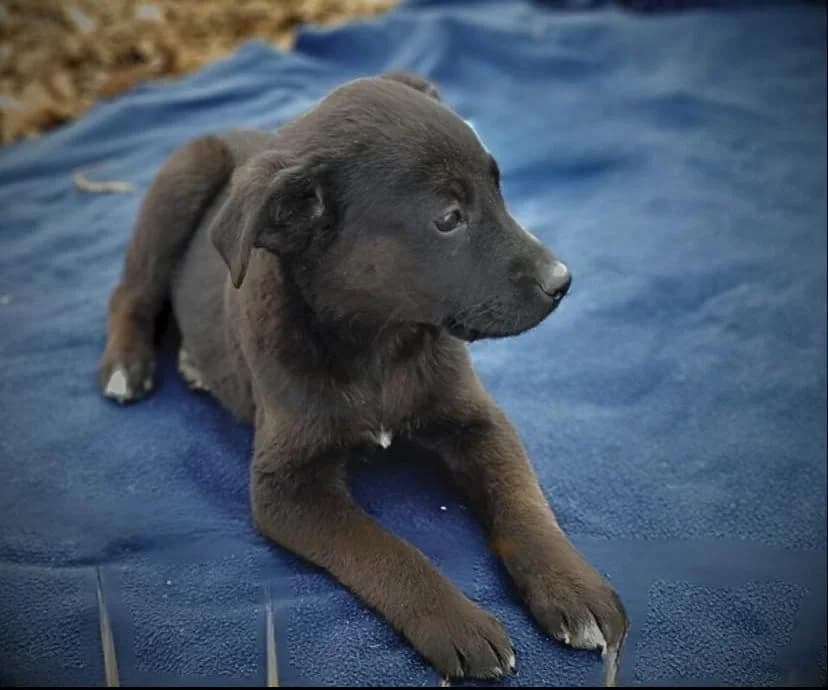 Attila, male puppy Mixed Breed for adoption at Ein Herz für Streuner e.V., München