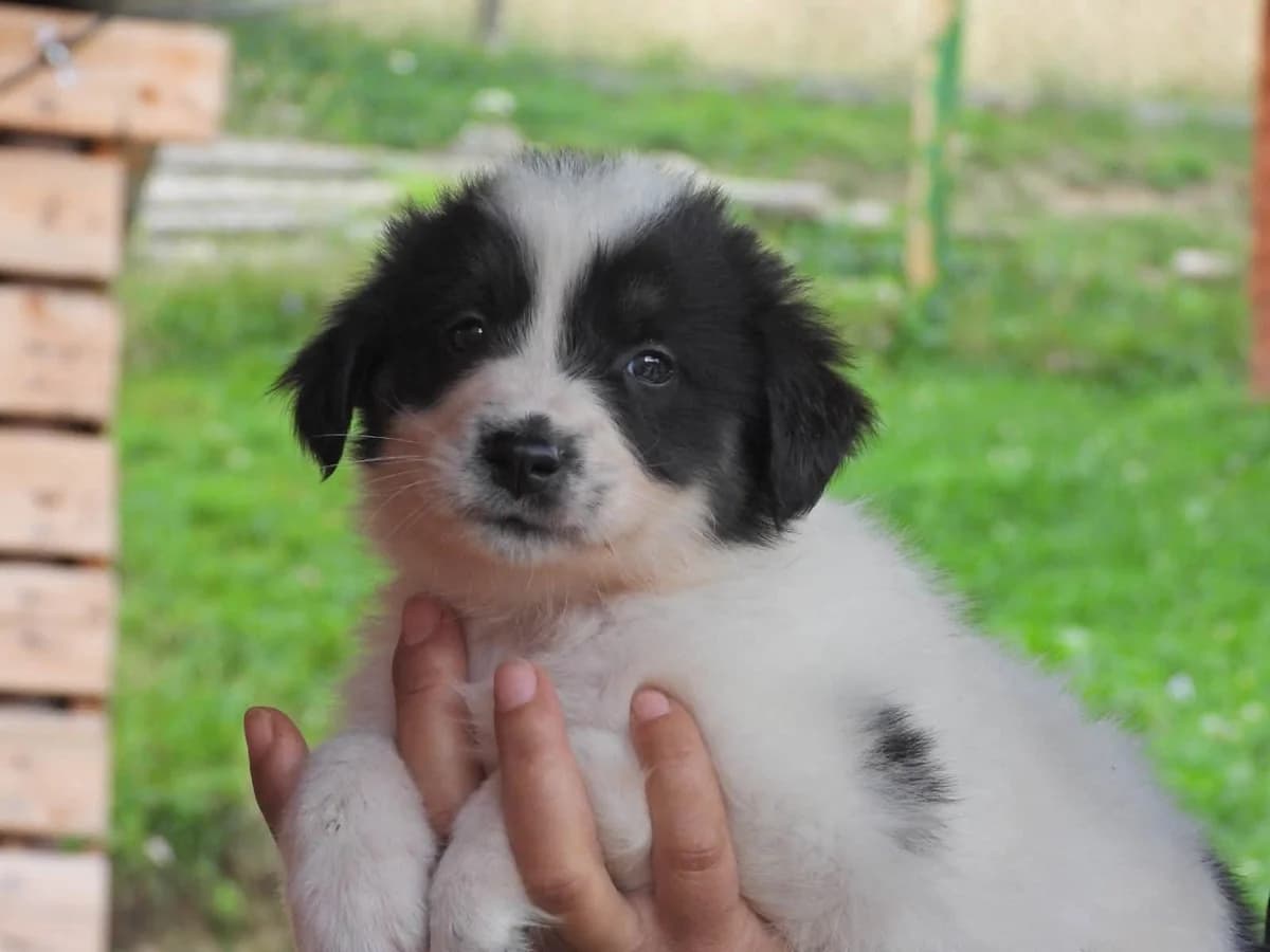 Atze, male puppy Mixed Breed for adoption at Ein Herz für Streuner e.V., München
