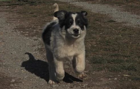 Atze, male puppy Mixed Breed for adoption at Ein Herz für Streuner e.V., München