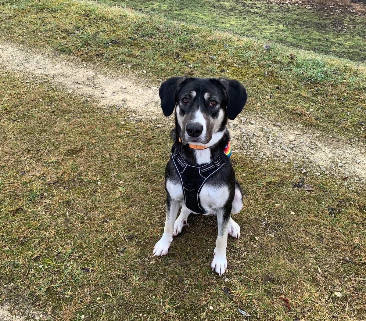 Audrey, female 5yo Mixed Breed for adoption at Ein Herz für Streuner e.V., München