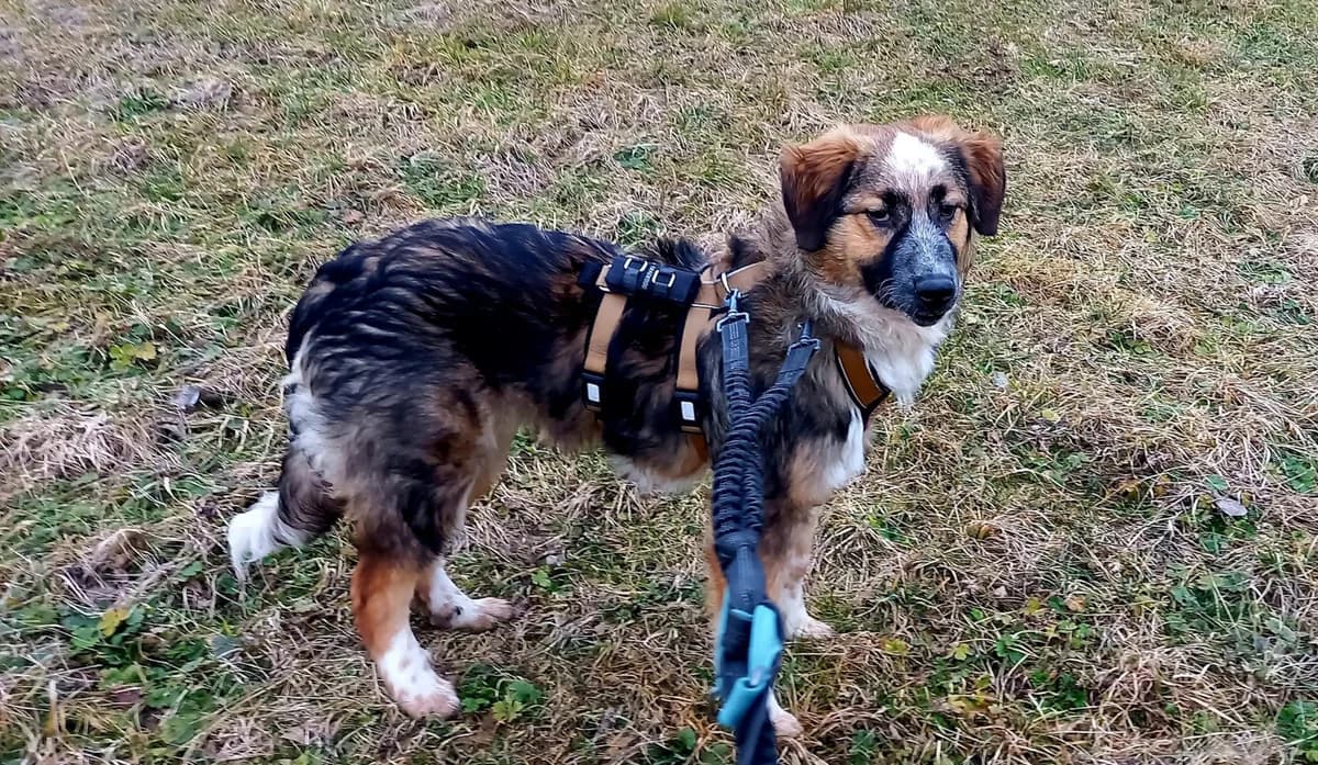 Audrey, female puppy Mixed Breed for adoption at Ein Herz für Streuner e.V., München