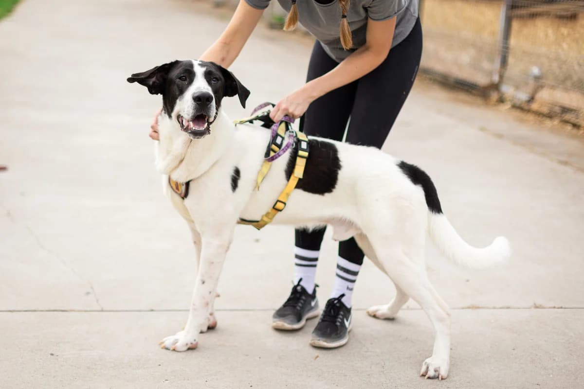 August, weiß male 5yo Mixed Breed for adoption at Ein Herz für Streuner e.V., München
