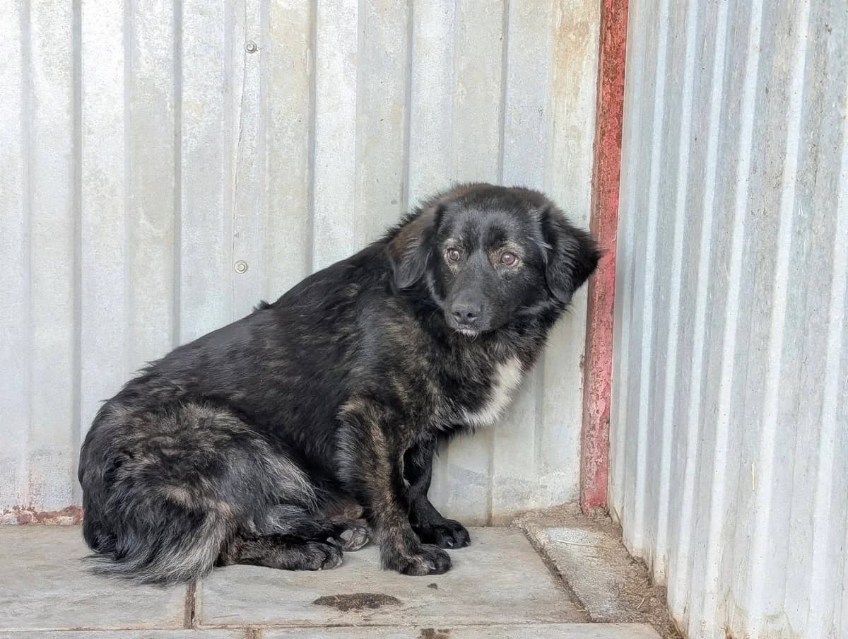 Augustus, weiß male young Mixed Breed for adoption at Ein Herz für Streuner e.V., München