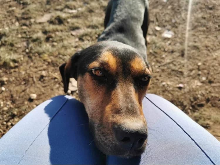 Aura, female young Mixed Breed for adoption at Ein Herz für Streuner e.V., München