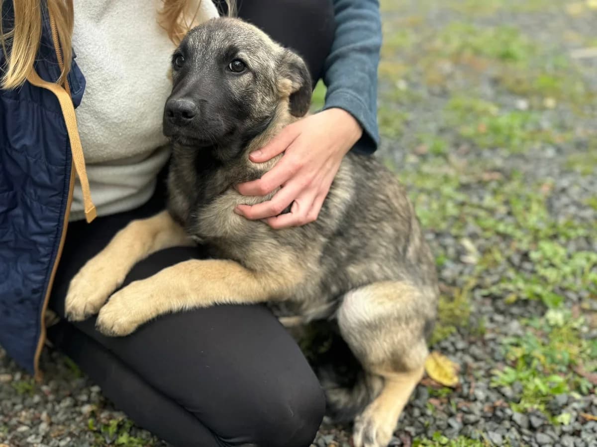 Aurelia, female puppy Mixed Breed for adoption at Ein Herz für Streuner e.V., München