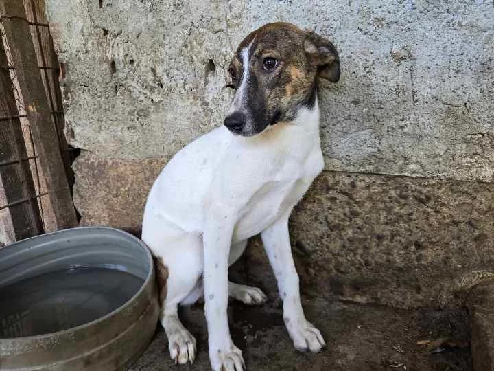 Auri, female puppy Mixed Breed for adoption at Ein Herz für Streuner e.V., München