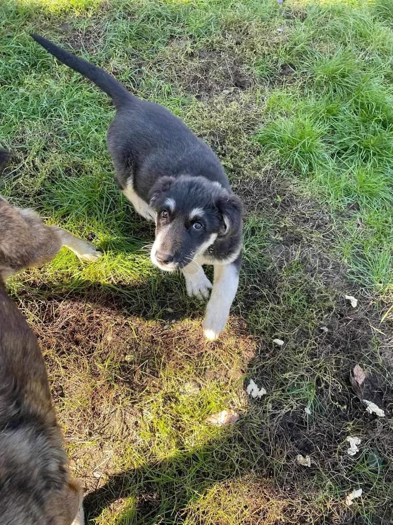 Auri, female puppy Mixed Breed for adoption at Ein Herz für Streuner e.V., München