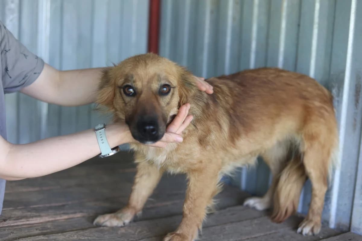 Auri, female young Mixed Breed for adoption at Ein Herz für Streuner e.V., München