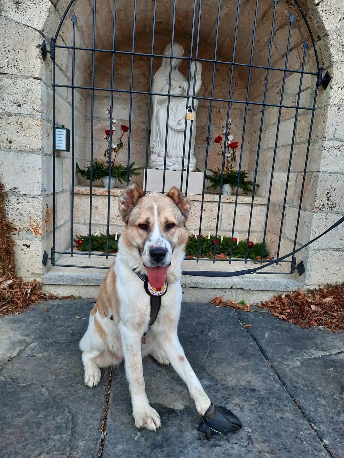 Aurora, female senior Mixed Breed for adoption at Ein Herz für Streuner e.V., München