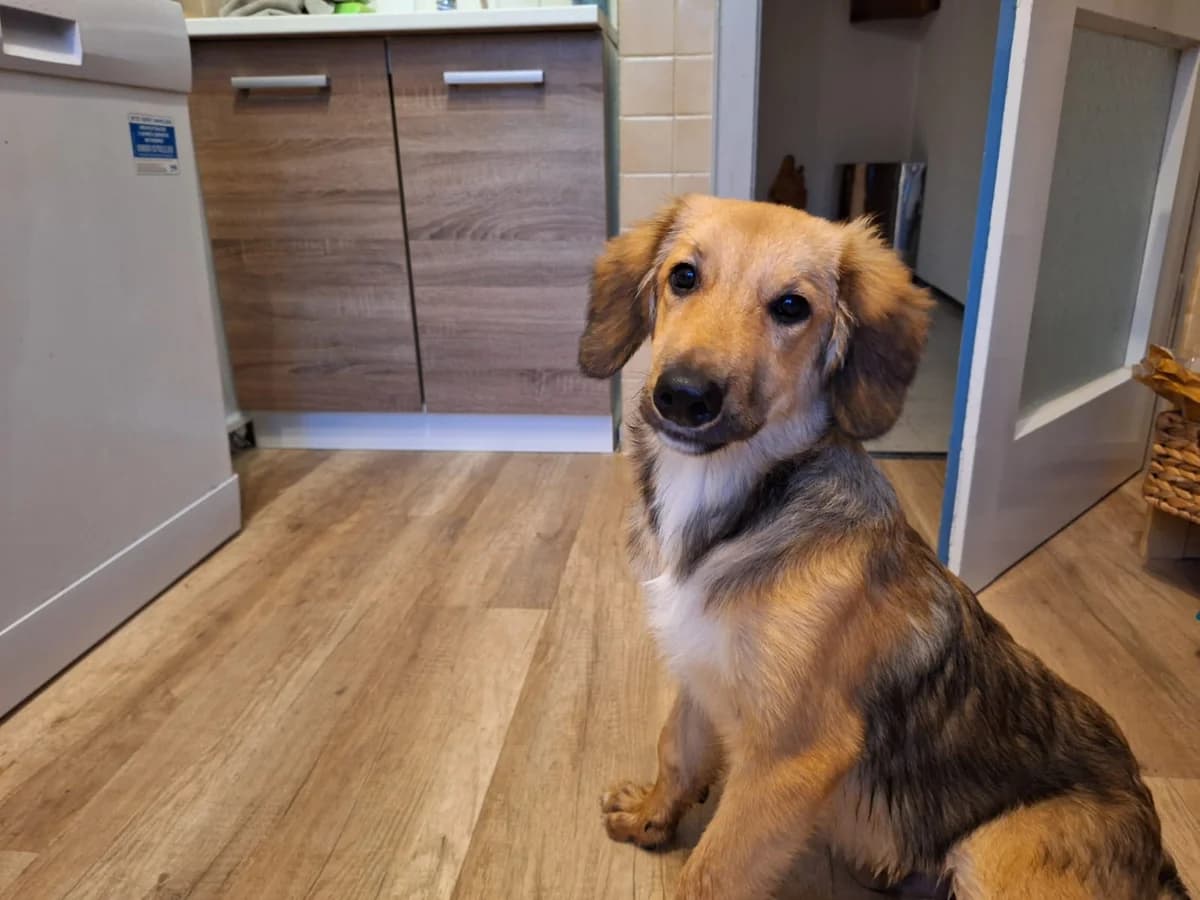 Austin, male puppy Mixed Breed for adoption at Ein Herz für Streuner e.V., München