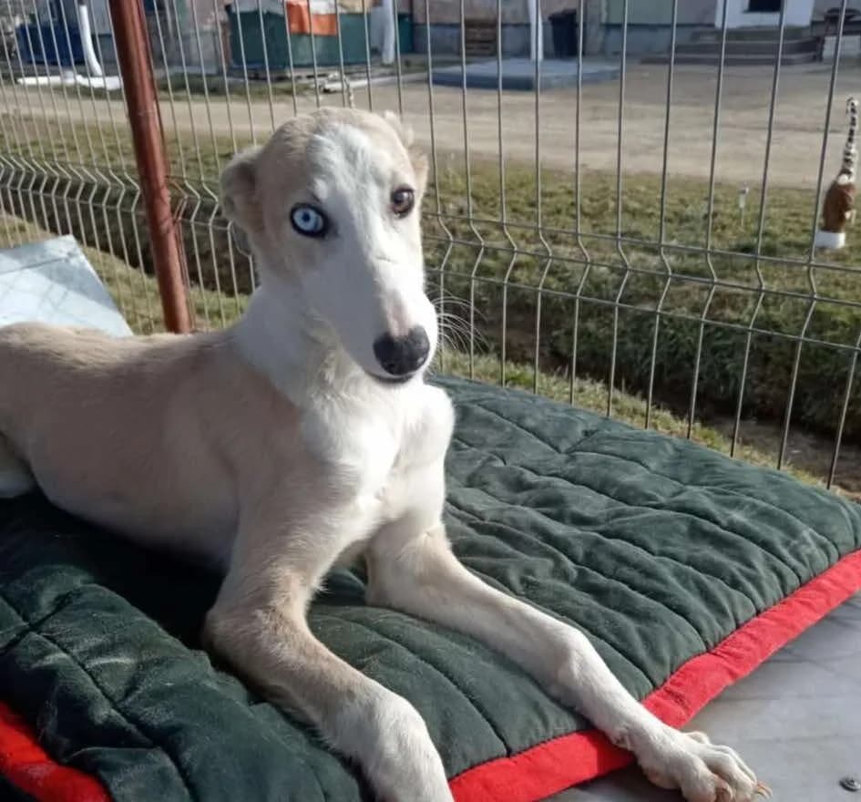 Ava, Mixed Breed for adoption at Ein Herz für Streuner e.V., München