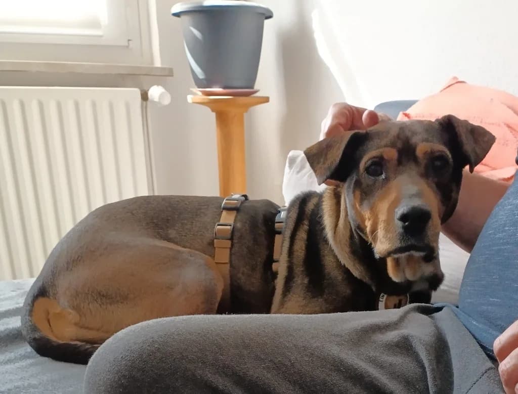 Avaha, female 5yo Mixed Breed for adoption at Ein Herz für Streuner e.V., München