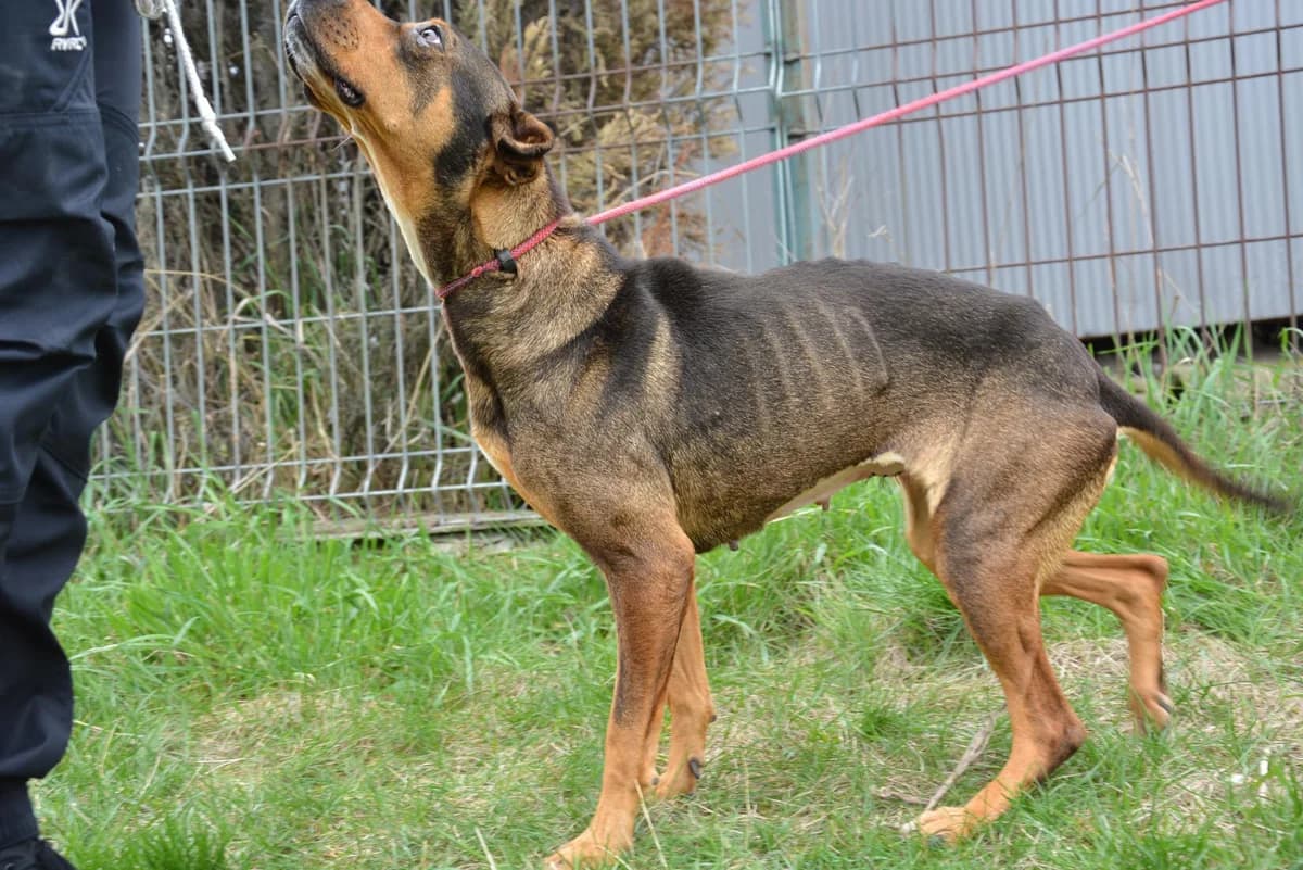Avaha, female 5yo Mixed Breed for adoption at Ein Herz für Streuner e.V., München
