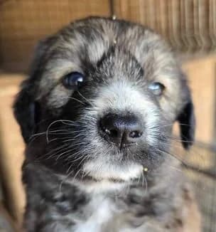 Avani, puppy Mixed Breed for adoption at Ein Herz für Streuner e.V., München