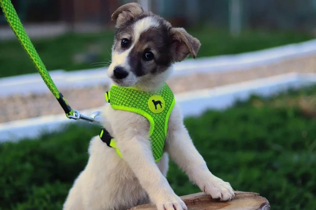 Avani, weiß female puppy Mixed Breed for adoption at Ein Herz für Streuner e.V., München