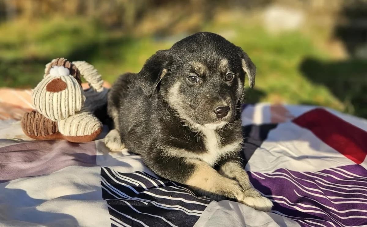 Avani, female puppy Mixed Breed for adoption at Ein Herz für Streuner e.V., München