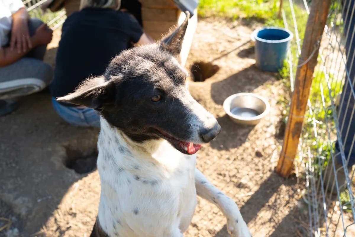 Avari, female 3yo Mixed Breed for adoption at Ein Herz für Streuner e.V., München