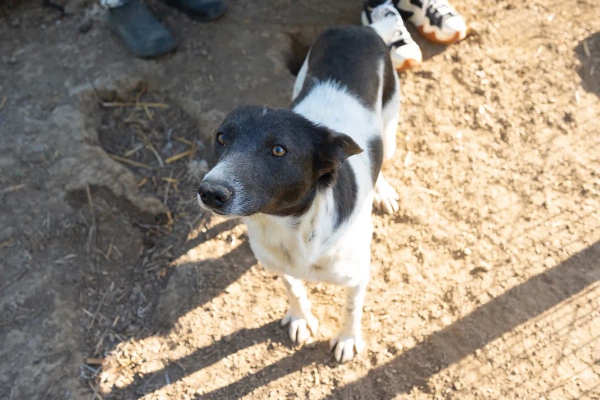 Avari, female 3yo Mixed Breed for adoption at Ein Herz für Streuner e.V., München