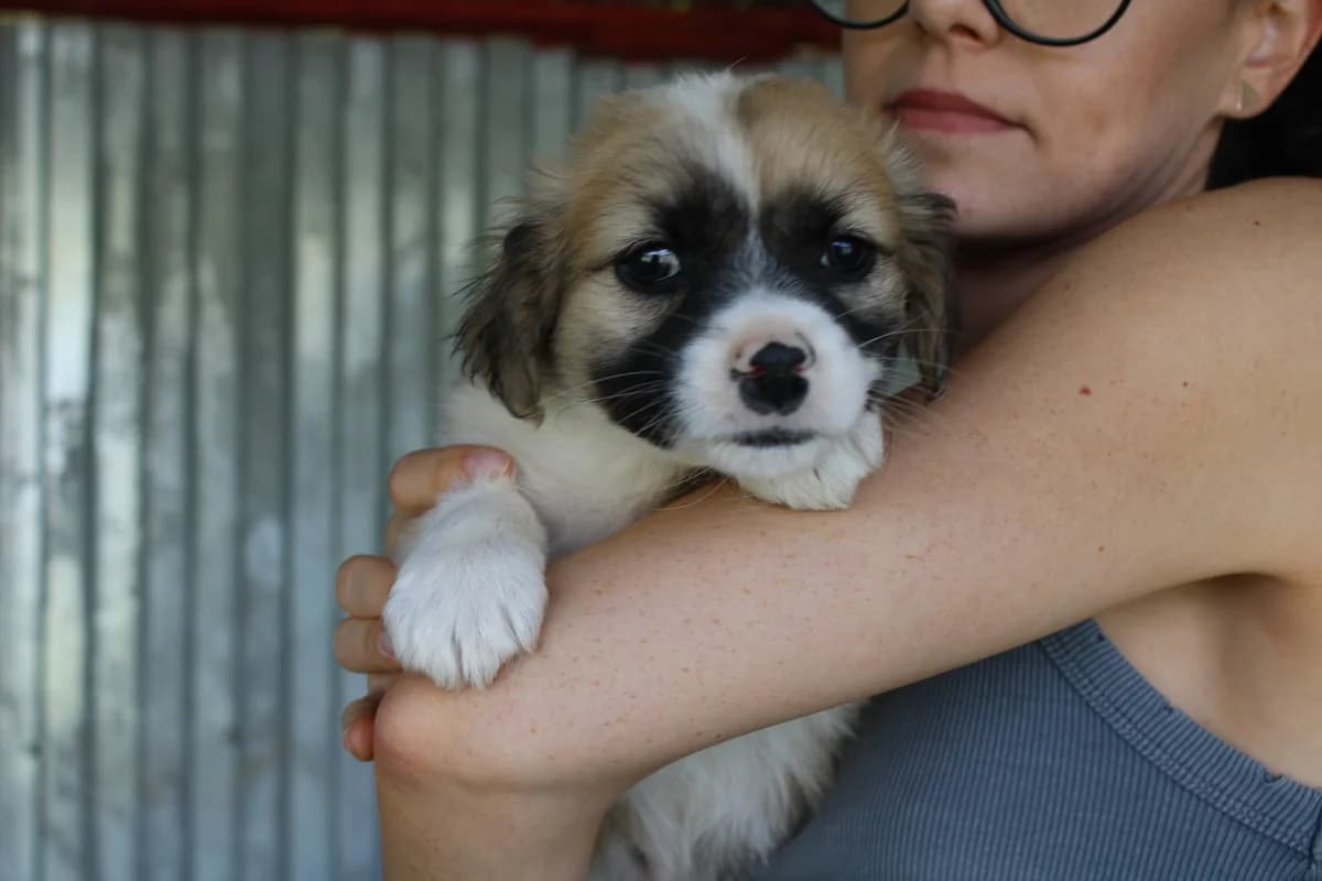 Avelino, male puppy Mixed Breed for adoption at Ein Herz für Streuner e.V., München
