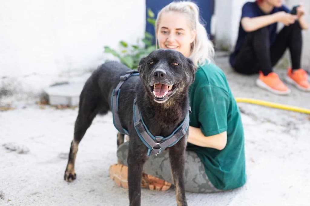 Avio, male 4yo Mixed Breed for adoption at Ein Herz für Streuner e.V., München