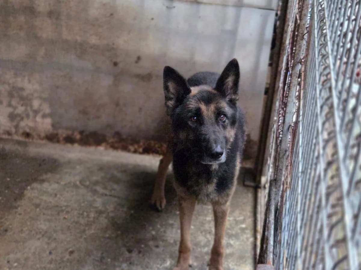 Axel, schwarz male 5yo Mixed Breed for adoption at Ein Herz für Streuner e.V., München