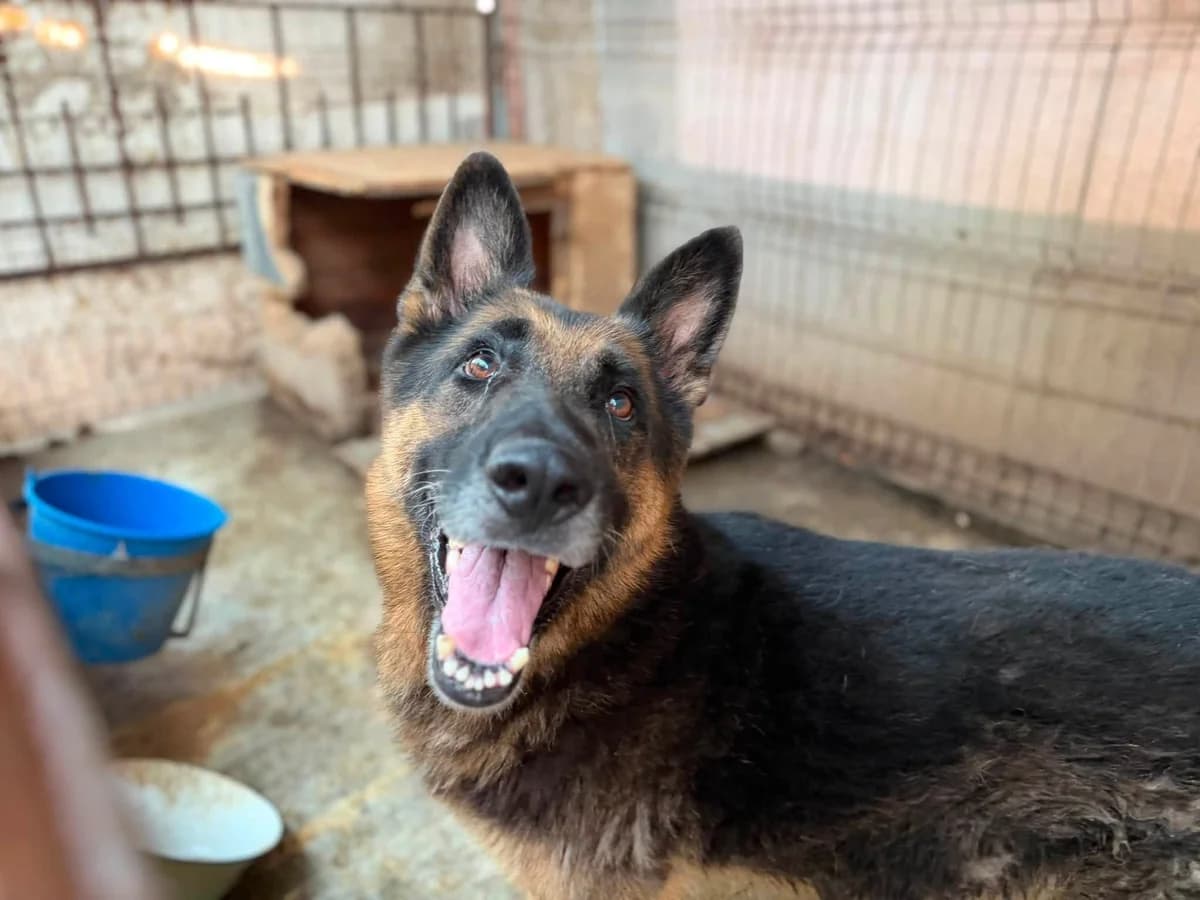 Axel, schwarz male 6yo Mixed Breed for adoption at Ein Herz für Streuner e.V., München