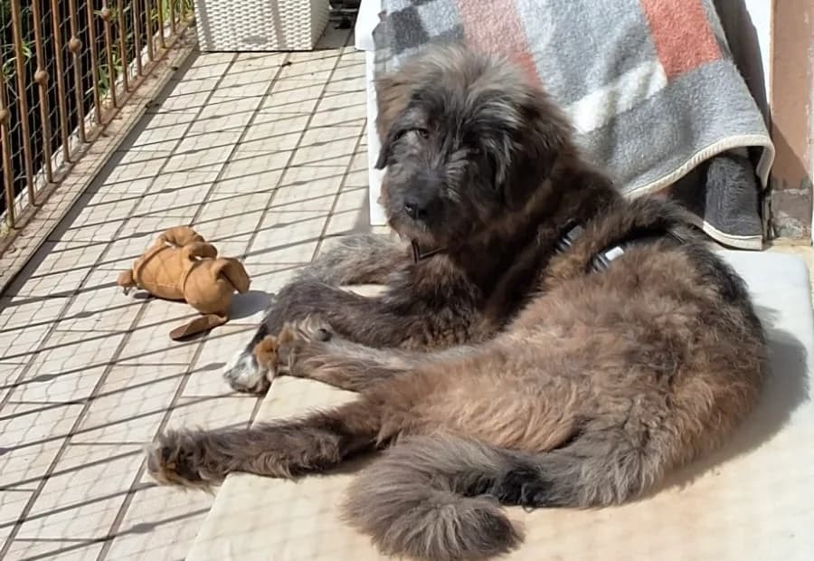 Axl, male puppy Mixed Breed for adoption at Ein Herz für Streuner e.V., München