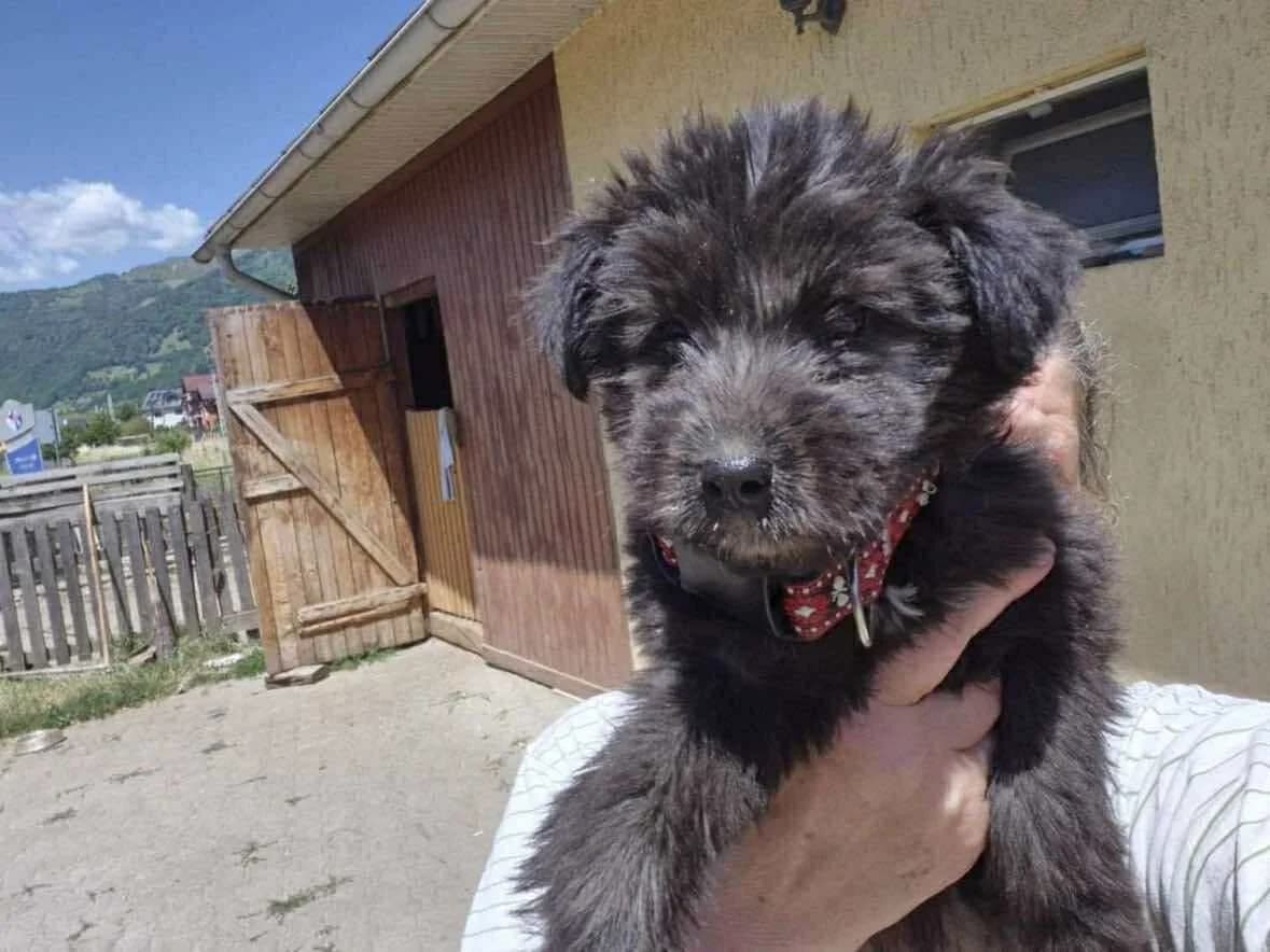 Aya, Mixed Breed for adoption at Ein Herz für Streuner e.V., München