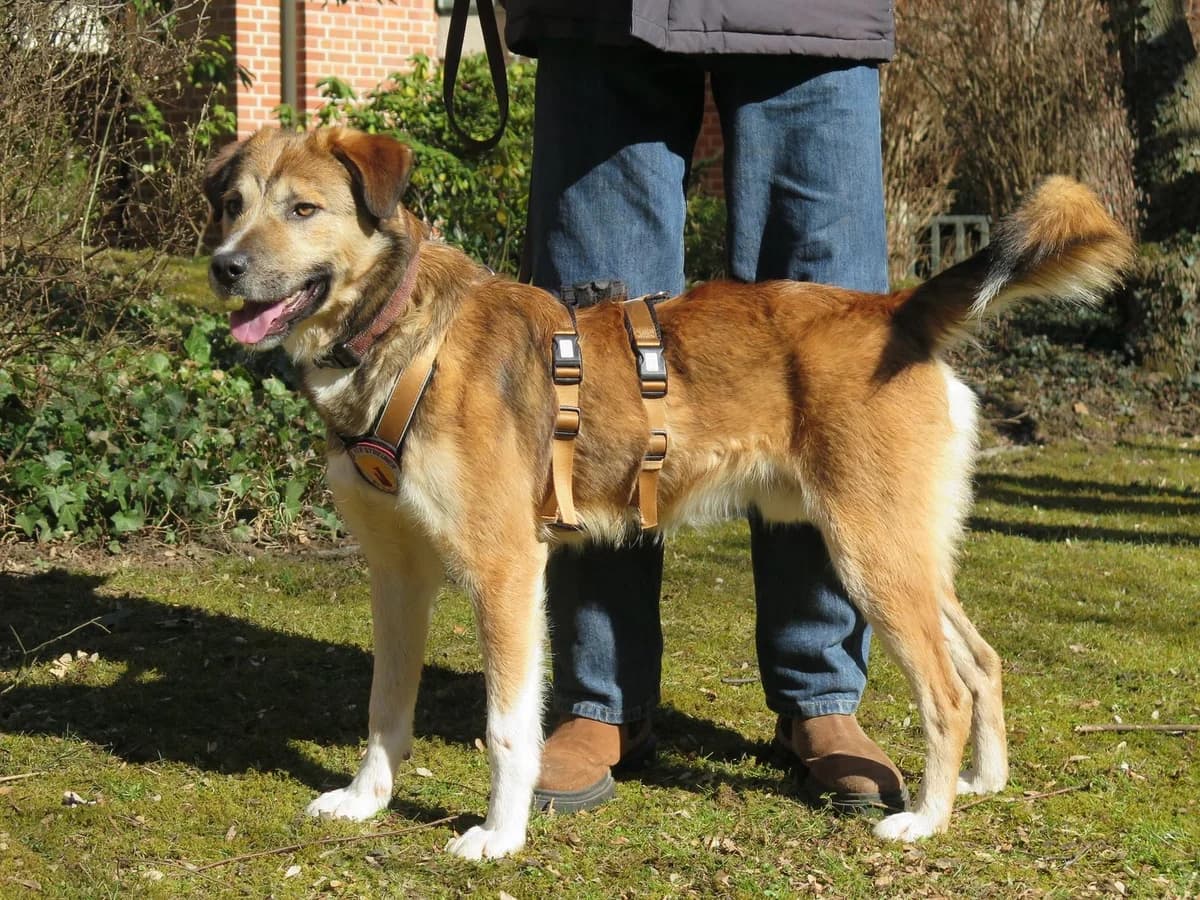 Ayko, male young Mixed Breed for adoption at Ein Herz für Streuner e.V., München