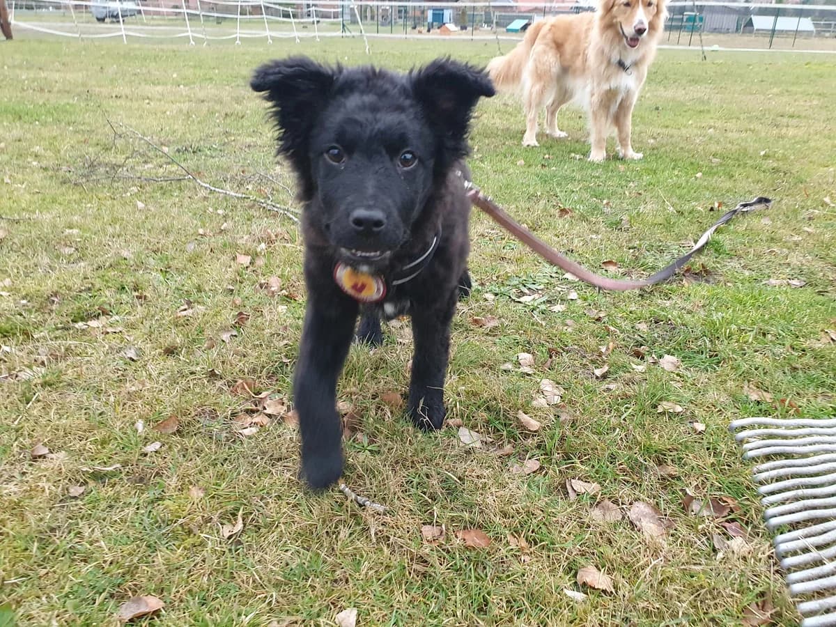 Ayla, female puppy Mixed Breed for adoption at Ein Herz für Streuner e.V., München